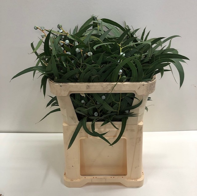 Leaf eucalyptus per bunch.jpg